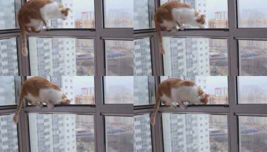 猫在敞开的阳台上跳跃高清在线视频素材下载