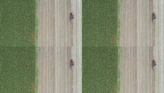 航拍俯拍农村田地成熟玉米地高清在线视频素材下载