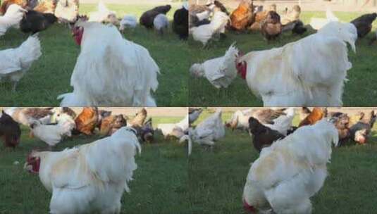 农场里进食的母鸡高清在线视频素材下载