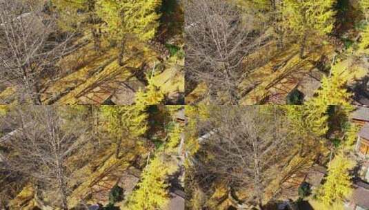 满是金黄银杏落叶的农家院子高清在线视频素材下载