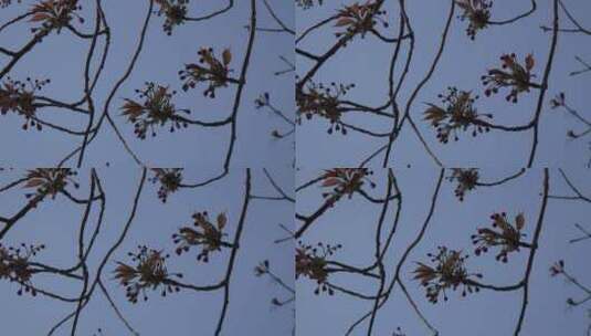 蓝天下被风吹动的树枝高清在线视频素材下载
