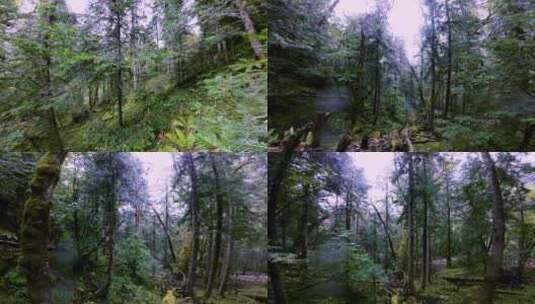雨崩村原始森林高清在线视频素材下载