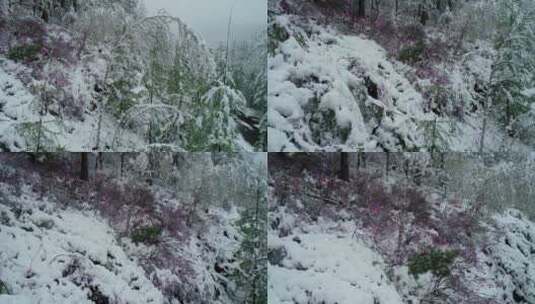 航拍雪压杜鹃（五月末杜鹃花开时普降瑞雪）高清在线视频素材下载