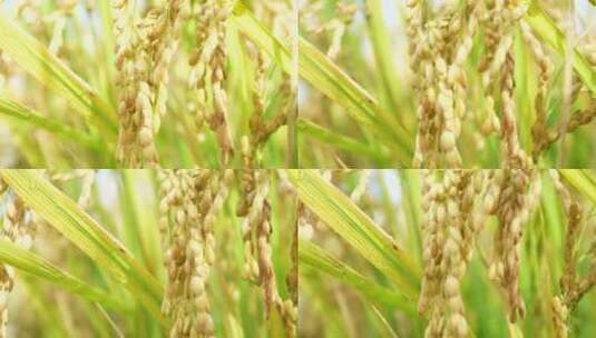 稻谷稻米稻田稻穗丰收秋收雨水高清在线视频素材下载