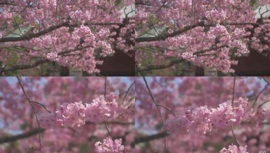 春天盛开粉色樱花游客打卡高清在线视频素材下载