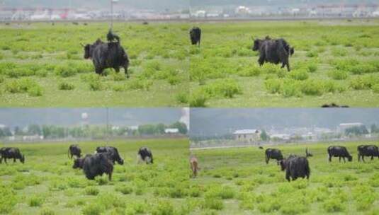 草地上的牦牛高清在线视频素材下载