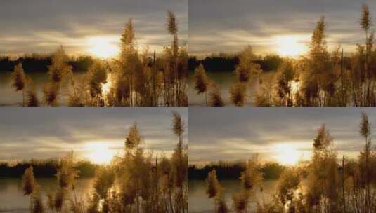夕阳下的芦苇宁静空镜高清在线视频素材下载