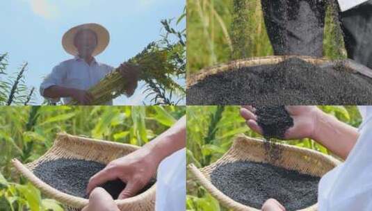 芝麻种植基地高清在线视频素材下载