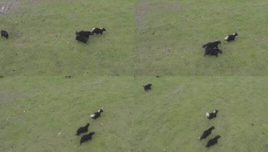 空中追赶草原上的牦牛高清在线视频素材下载