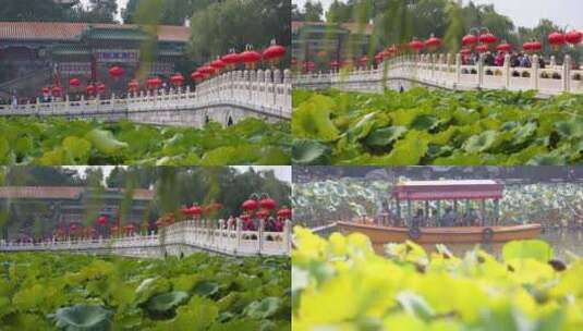 北海公园 皇家园林 荷花池 北京旅游 赏荷花高清在线视频素材下载