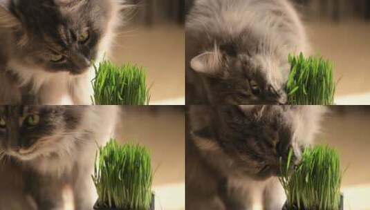 吃室内植物的小猫高清在线视频素材下载