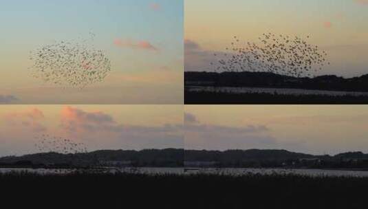 空中飞翔的鸟群高清在线视频素材下载