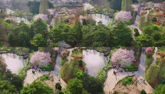 青岛春天青岛中山公园樱花高清在线视频素材下载