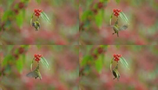 【正版4K素材】太阳母鸟悬停1高清在线视频素材下载