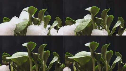 冰雪融化，新的植物从森林地面生长高清在线视频素材下载