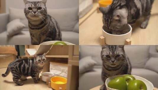 小猫咪吃猫粮实拍高清在线视频素材下载