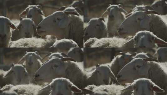 特写羊群绵羊高清在线视频素材下载