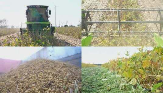 收割成熟黄豆 现代化农业机械生产大豆丰收高清在线视频素材下载