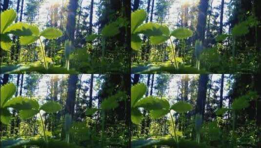 阳光照进森林落在野草上高清在线视频素材下载