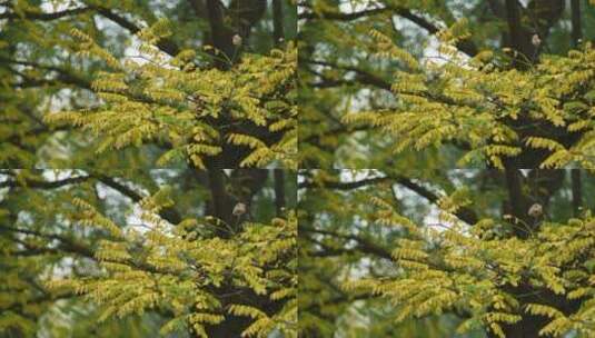 秋天金黄色树叶空镜 意境镜头高清在线视频素材下载