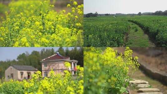  油菜花高清在线视频素材下载