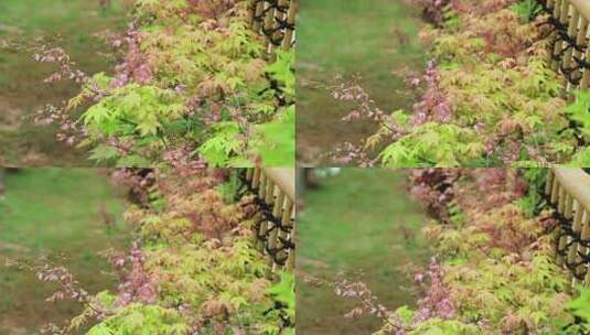 红紫枫叶树花紫枫树红枫树高清在线视频素材下载