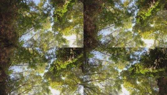 树木 森林 树叶 摇镜头高清在线视频素材下载