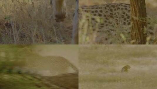 猎豹 斑马高清在线视频素材下载