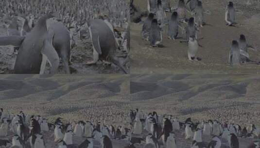 陆地企鹅群高清在线视频素材下载