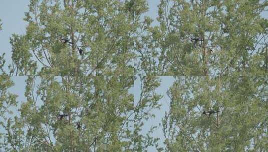 4k立春惊蛰节气春天在树上的鸟高清在线视频素材下载