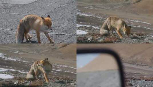 西藏旅游风光219国道野生动物野生狐狸高清在线视频素材下载