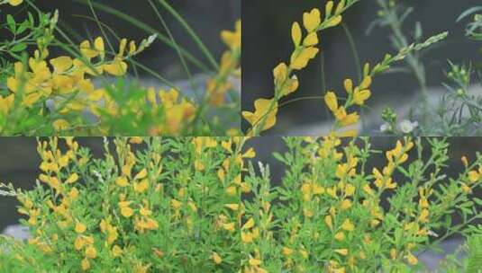 黄金雀花黄色小花朵高清在线视频素材下载