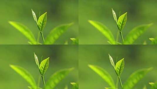 特写阳光照射着的绿色茶叶高清在线视频素材下载