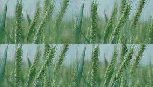 小麦麦田麦穗青小麦灌浆期唯美麦穗高清在线视频素材下载