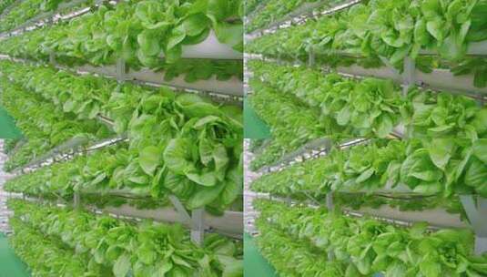 蔬菜大棚-温室大棚-科技农业高清在线视频素材下载