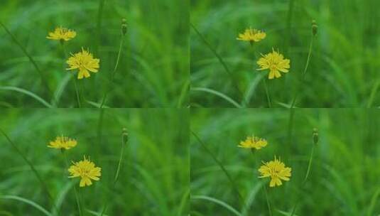 草丛鲜花盛开高清在线视频素材下载