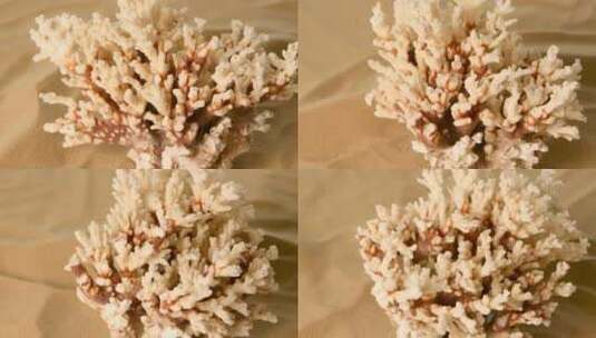 珊瑚在沙中特写高清在线视频素材下载