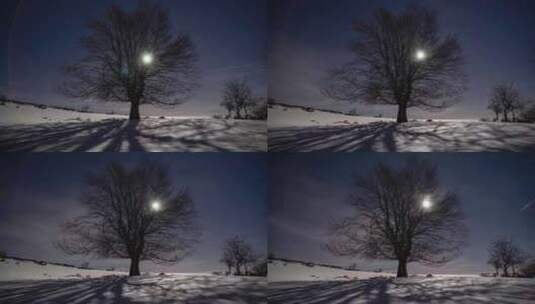 月亮从树梢上升起星空夜空下的一棵树高清在线视频素材下载