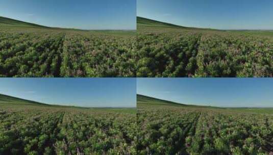 航拍中草药种植基地田野高清在线视频素材下载