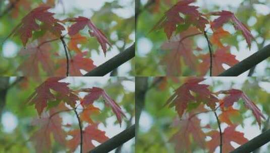 秋季枫叶高清在线视频素材下载
