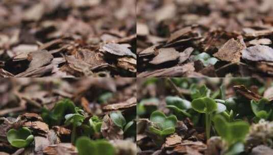 发芽植物延时高清在线视频素材下载