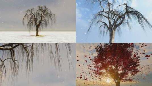 冬天雪花飘落中生长的树木高清在线视频素材下载