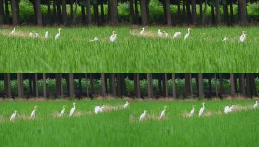 湿地旁的白鹭4K高清在线视频素材下载
