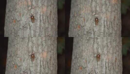 蝉的幼虫在树上爬行高清在线视频素材下载