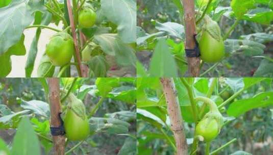 茄子种植高清在线视频素材下载