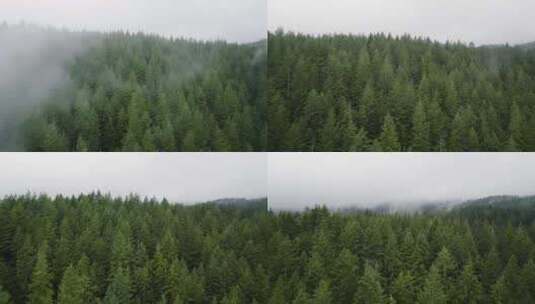 云雾缭绕的森林绿色高清在线视频素材下载