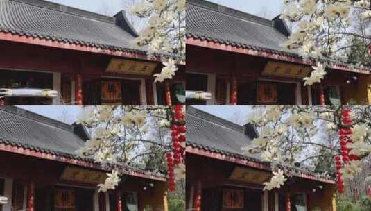 中国杭州法喜寺白玉兰 花开满枝头高清在线视频素材下载