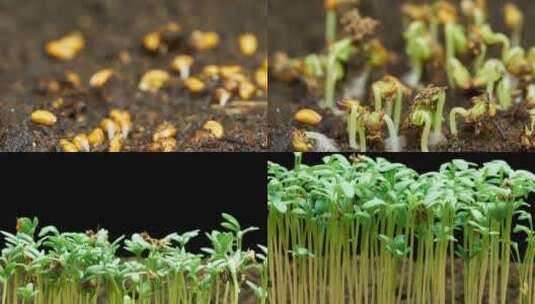 植物生长农作物视频高清在线视频素材下载