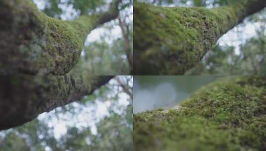 云南普洱植物树干高清在线视频素材下载