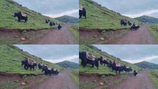 四川甘孜白玉县纳塔乡草原上转场的牦牛高清在线视频素材下载